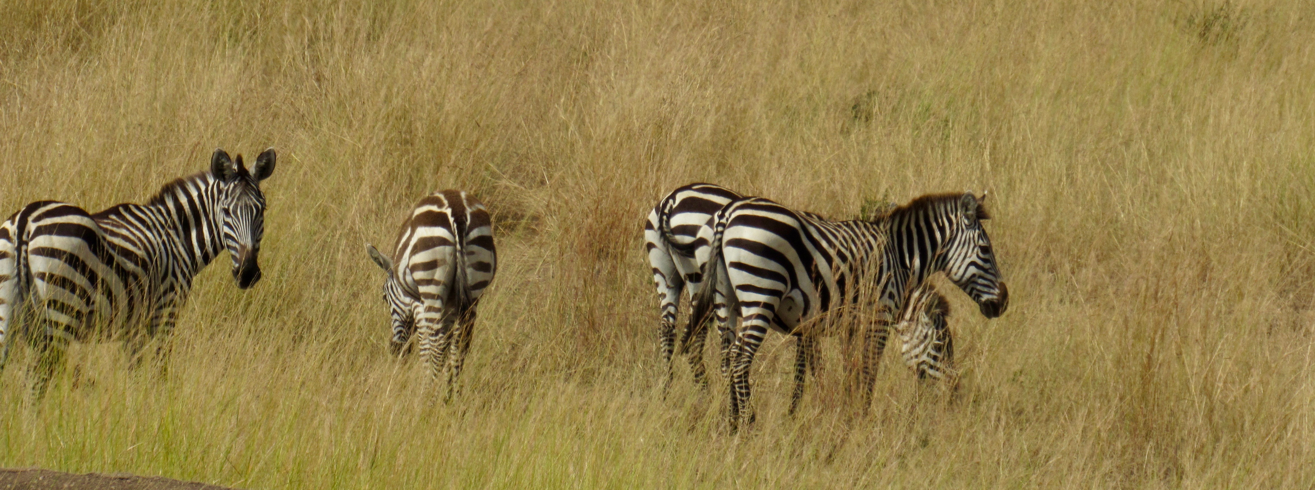 in dry grass