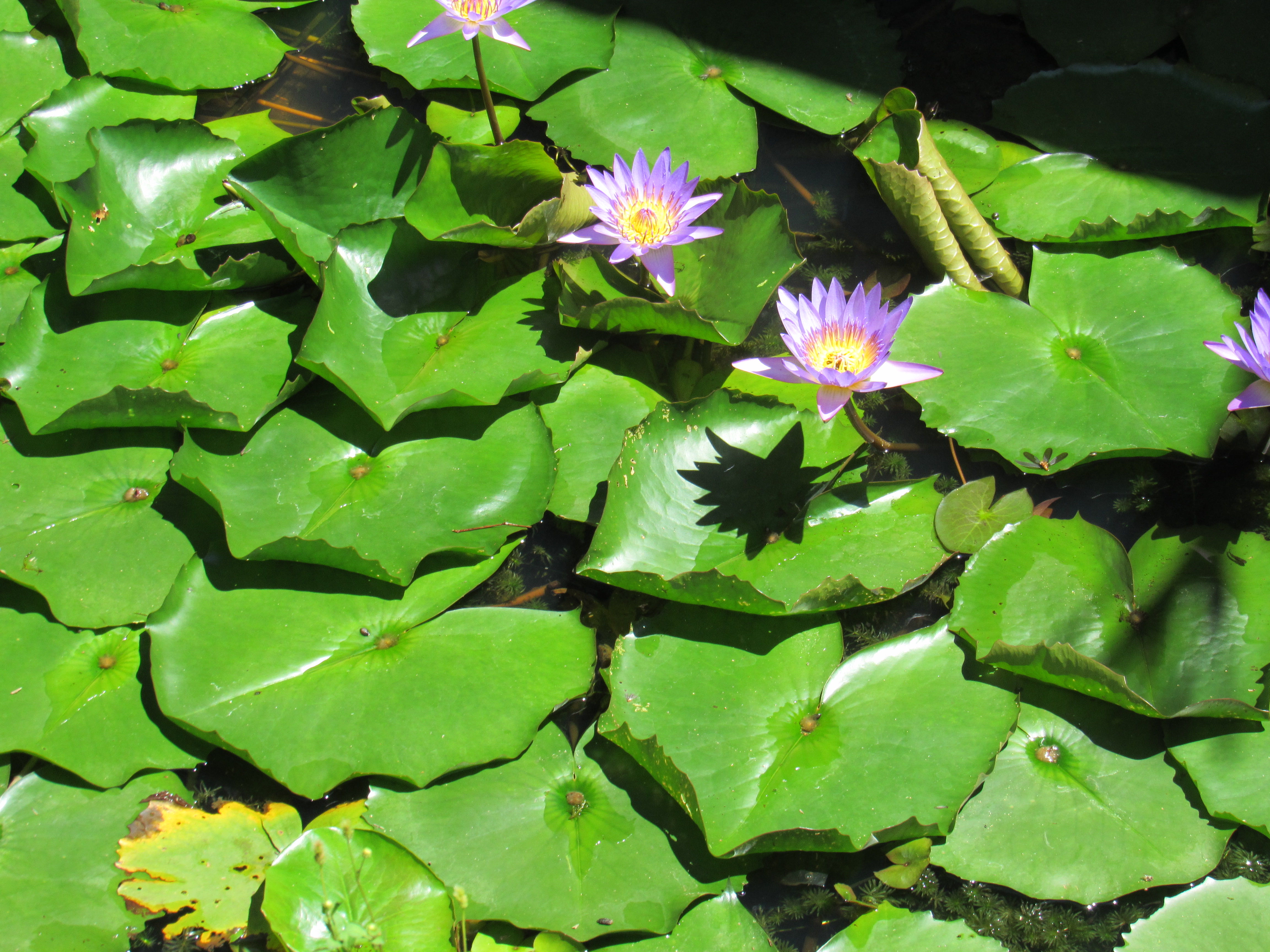 lotus flowers