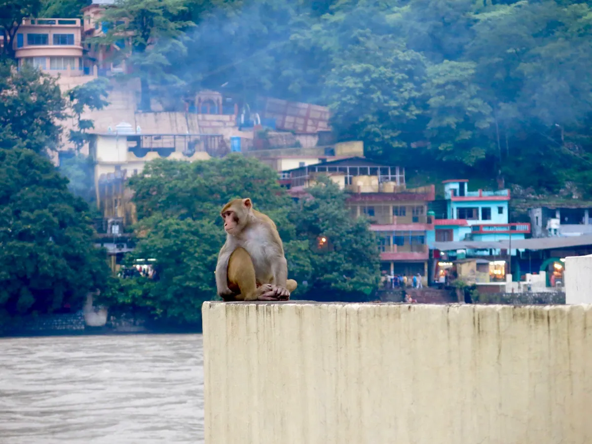 Rooftop monkey