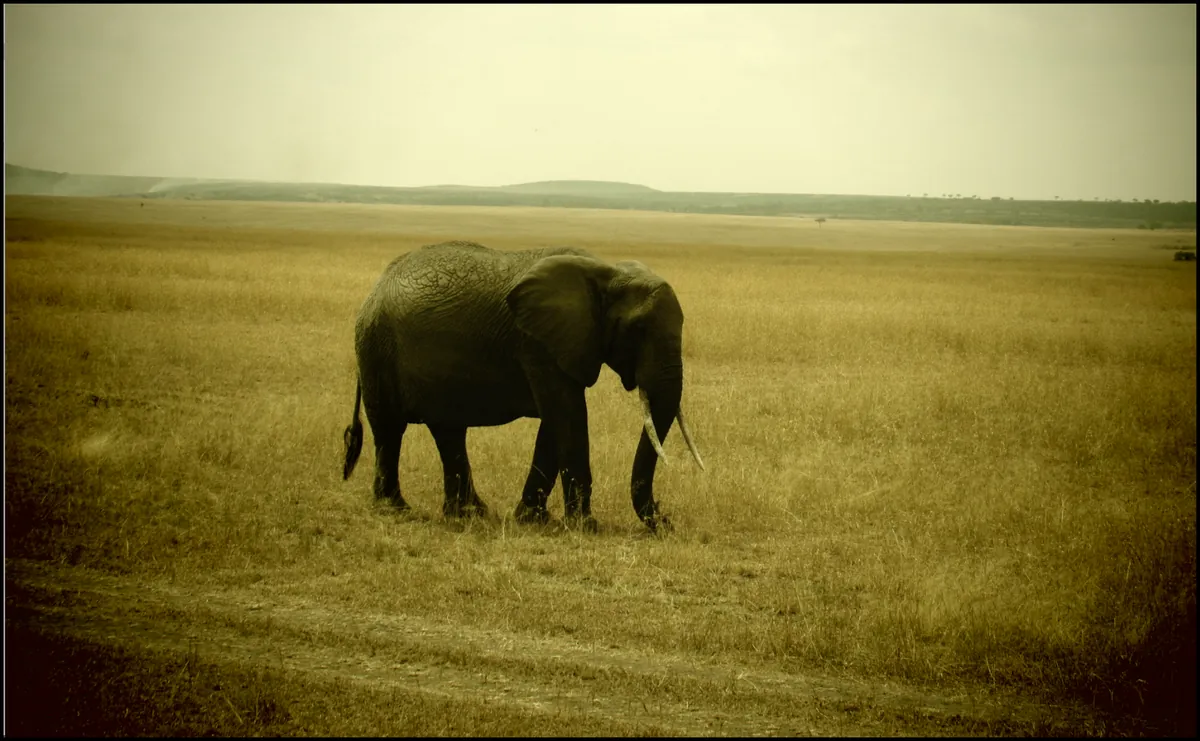 A solitary
