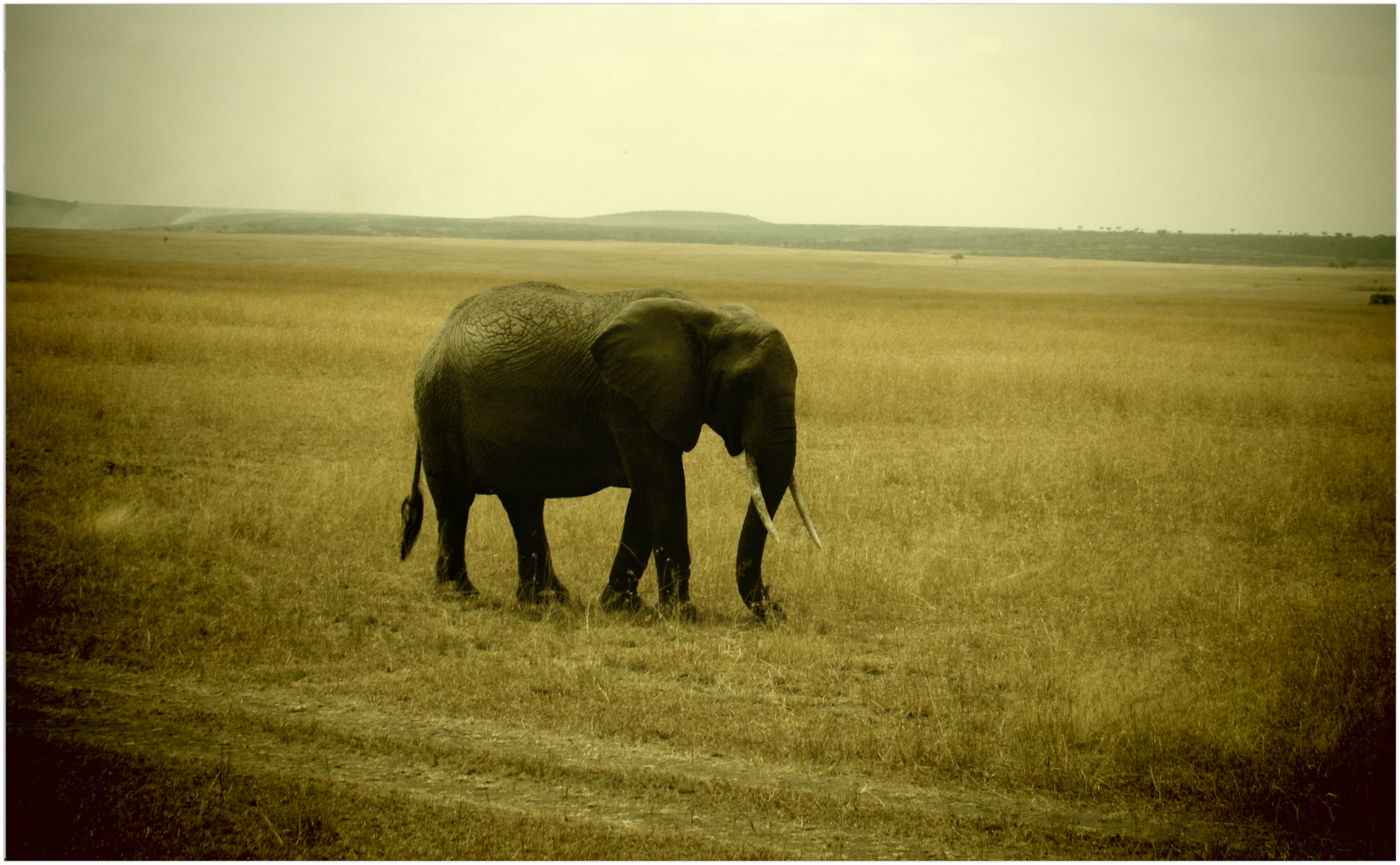 A solitary
