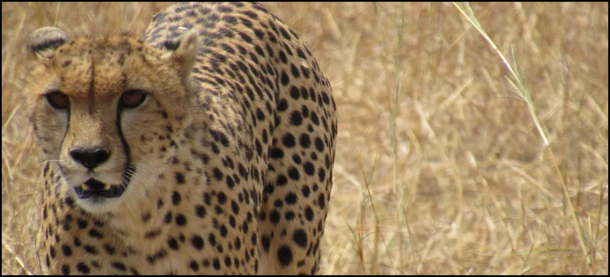 in that cheetah's eyes