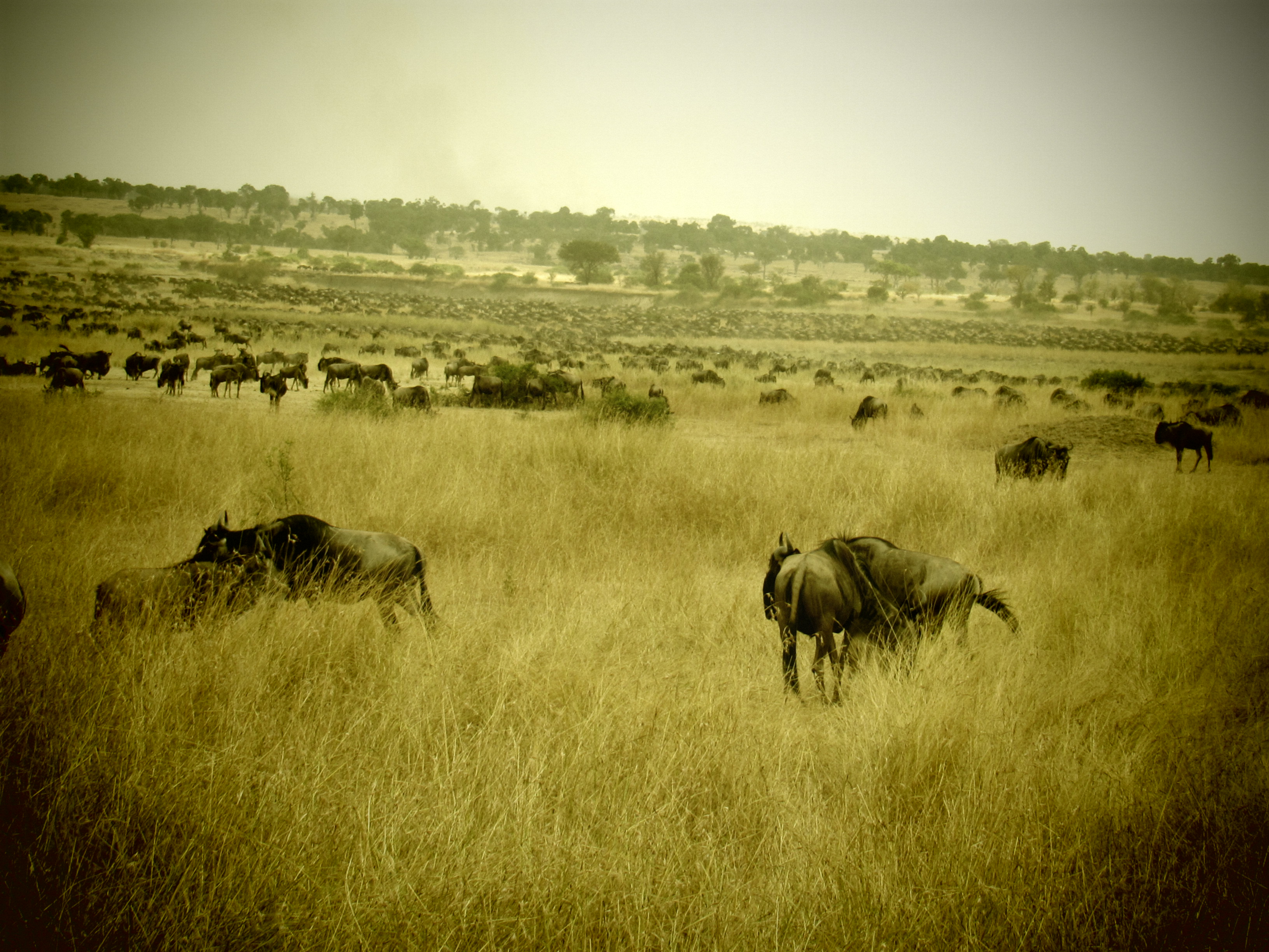 Northern Migration