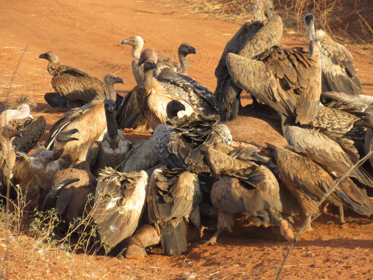 vultures