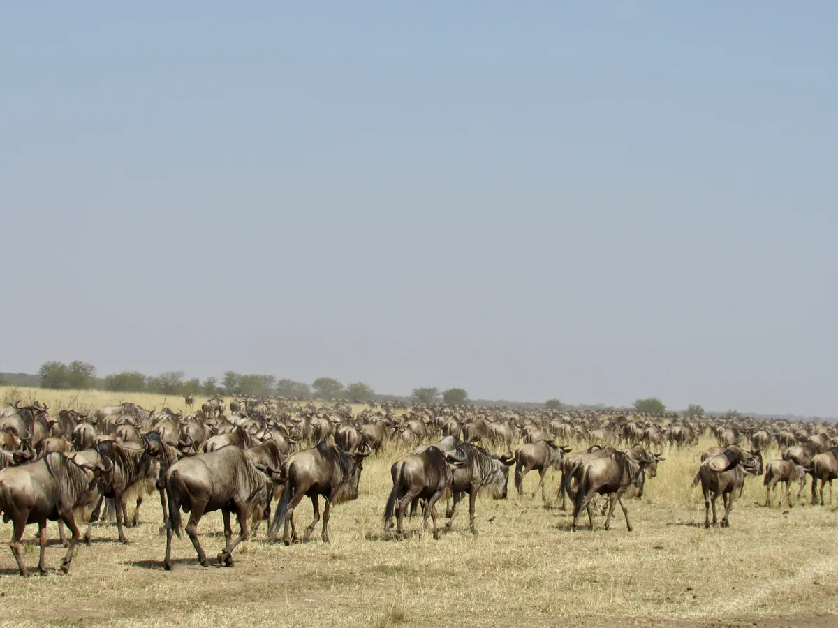 wildebeest