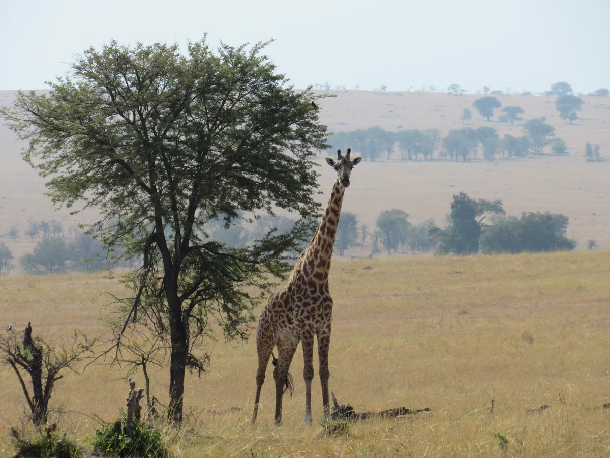 savana