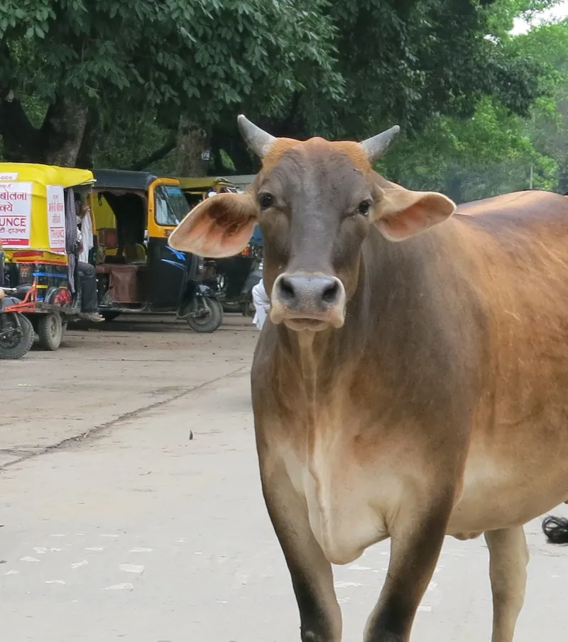 me, bull
