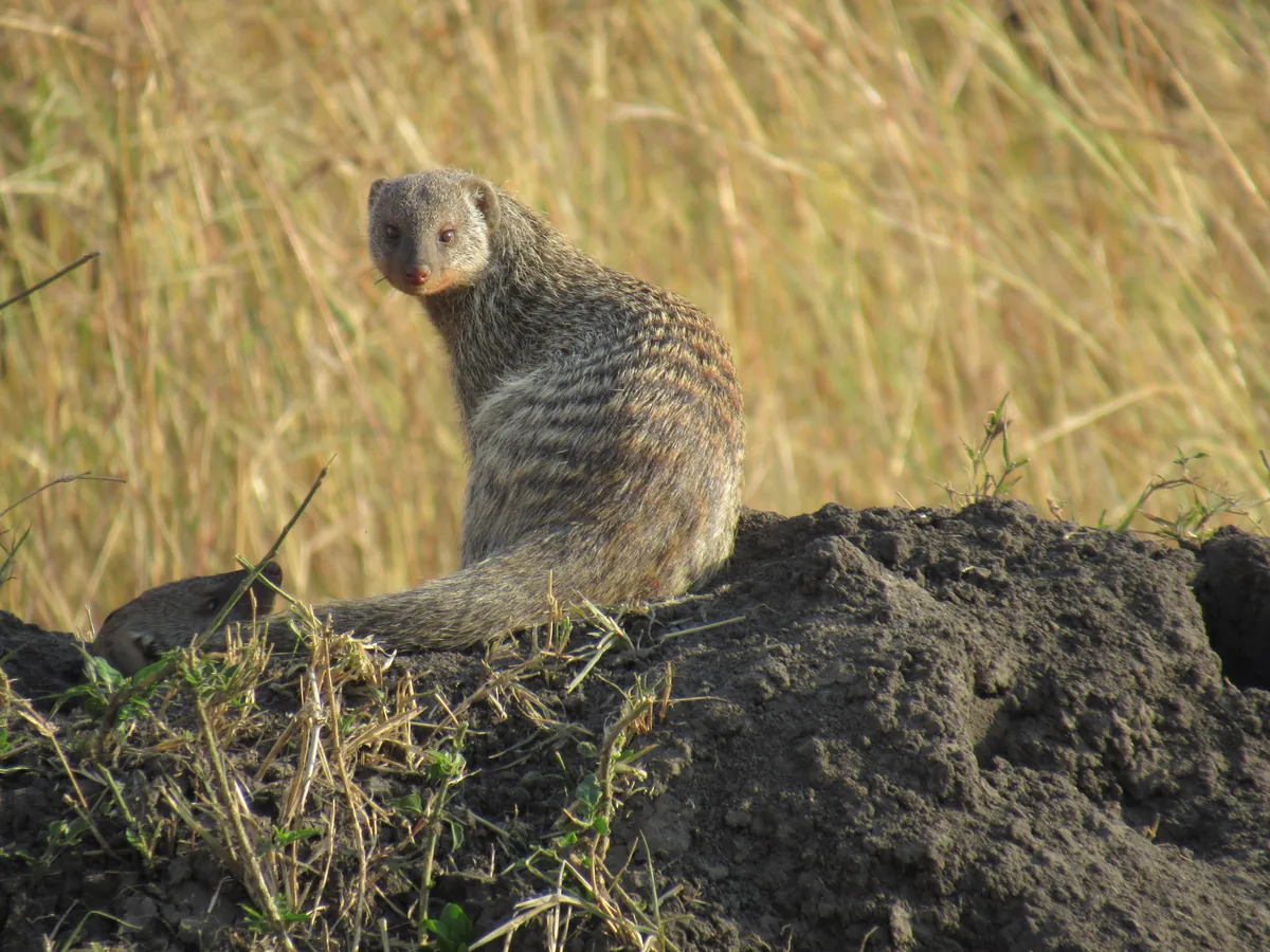 mongoose