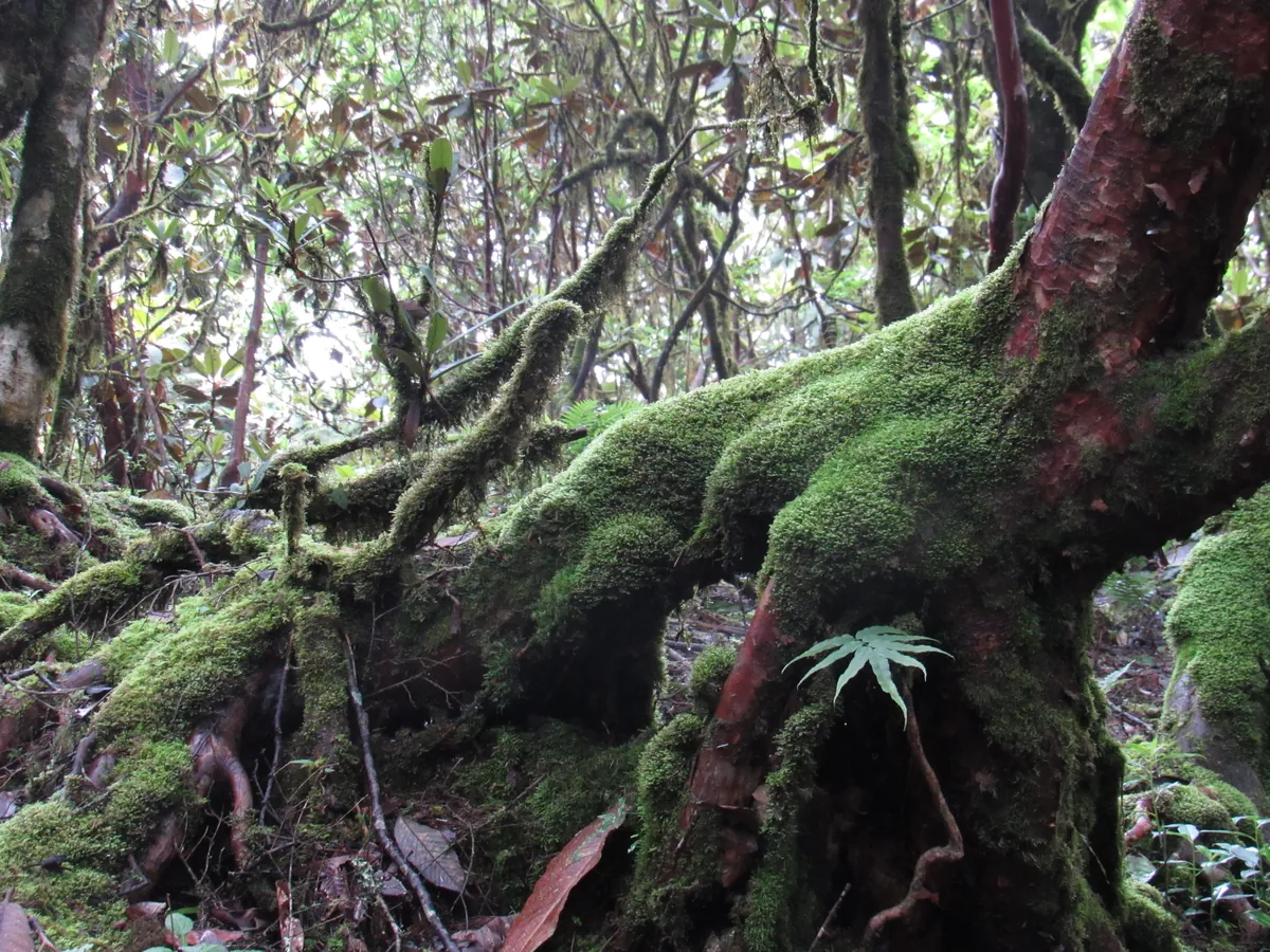 finding the moss