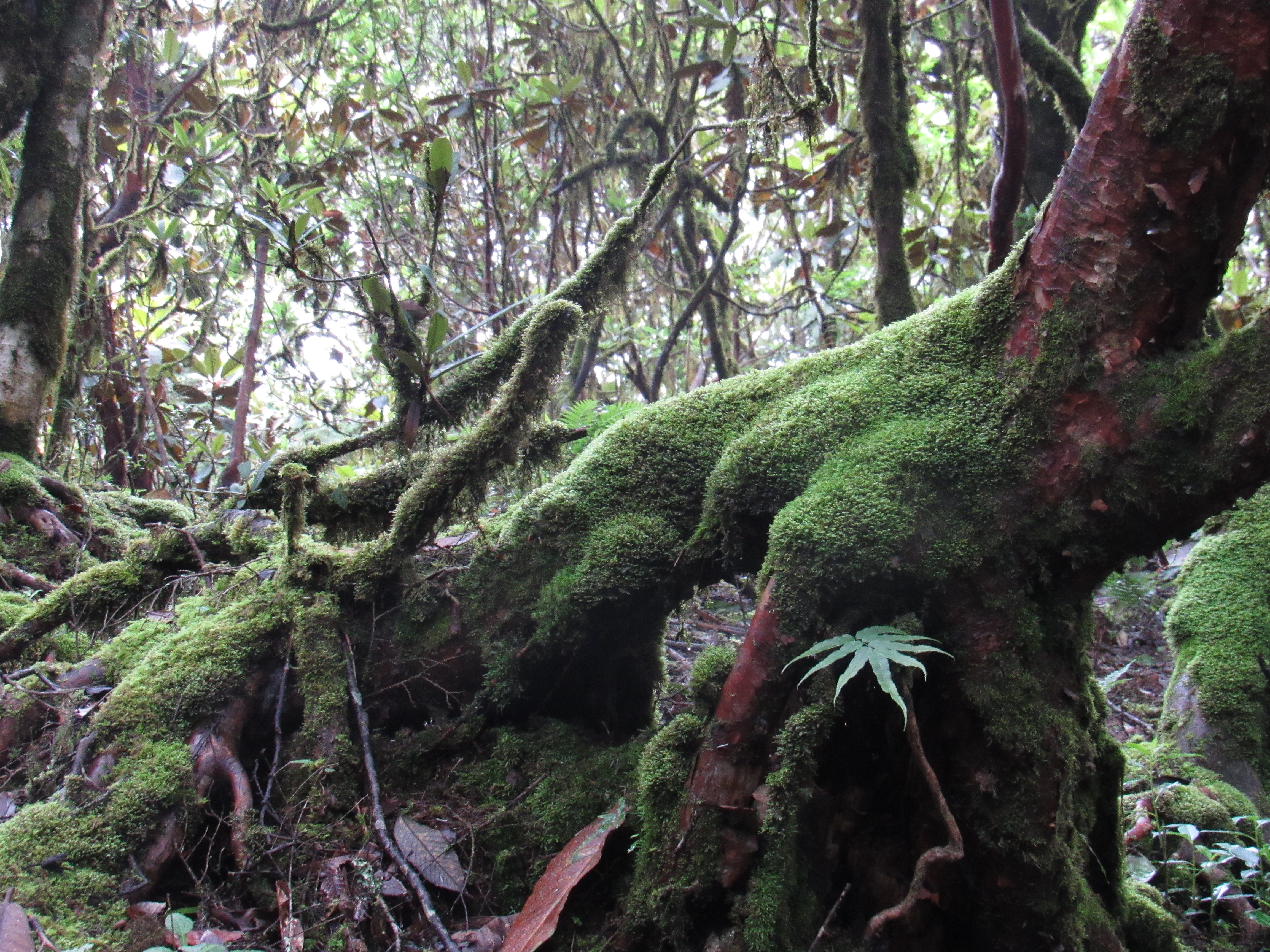 finding the moss