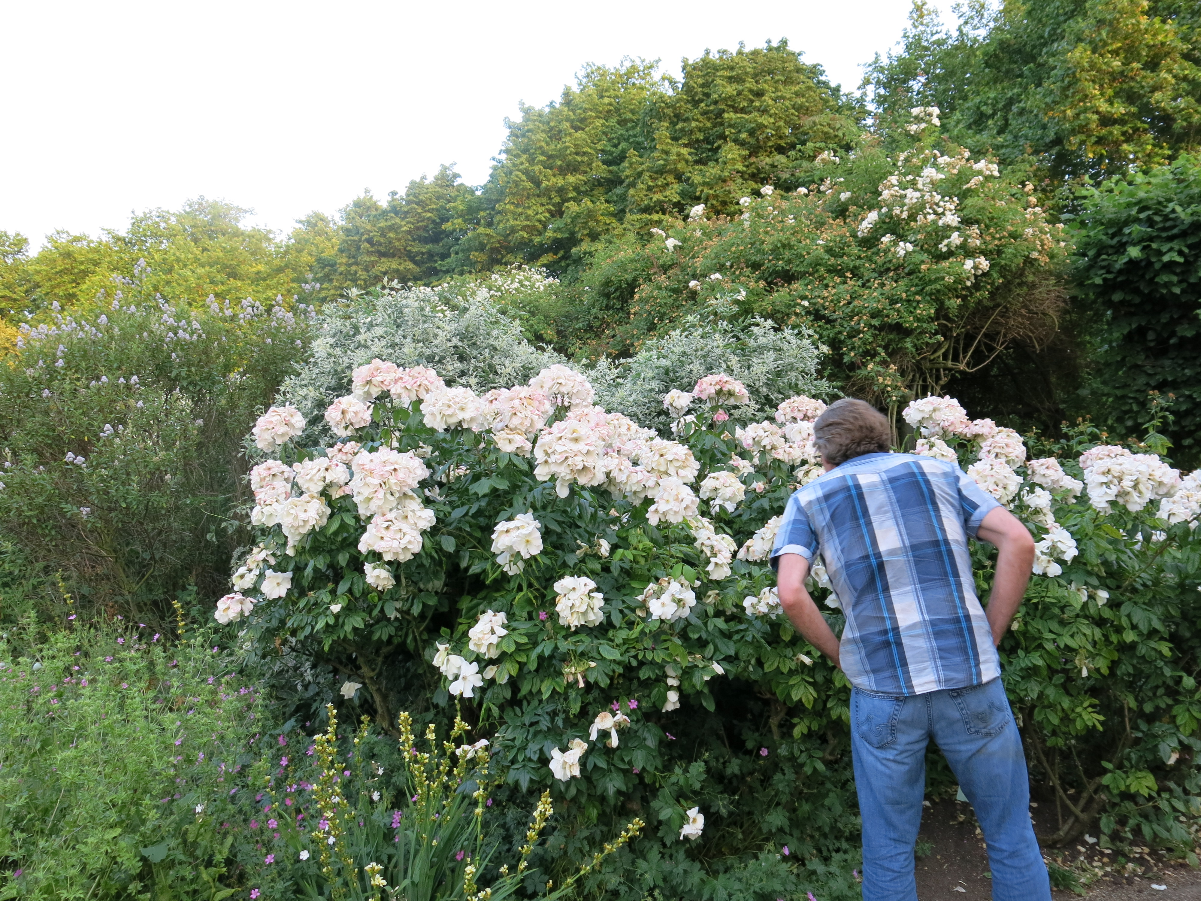 summer garden