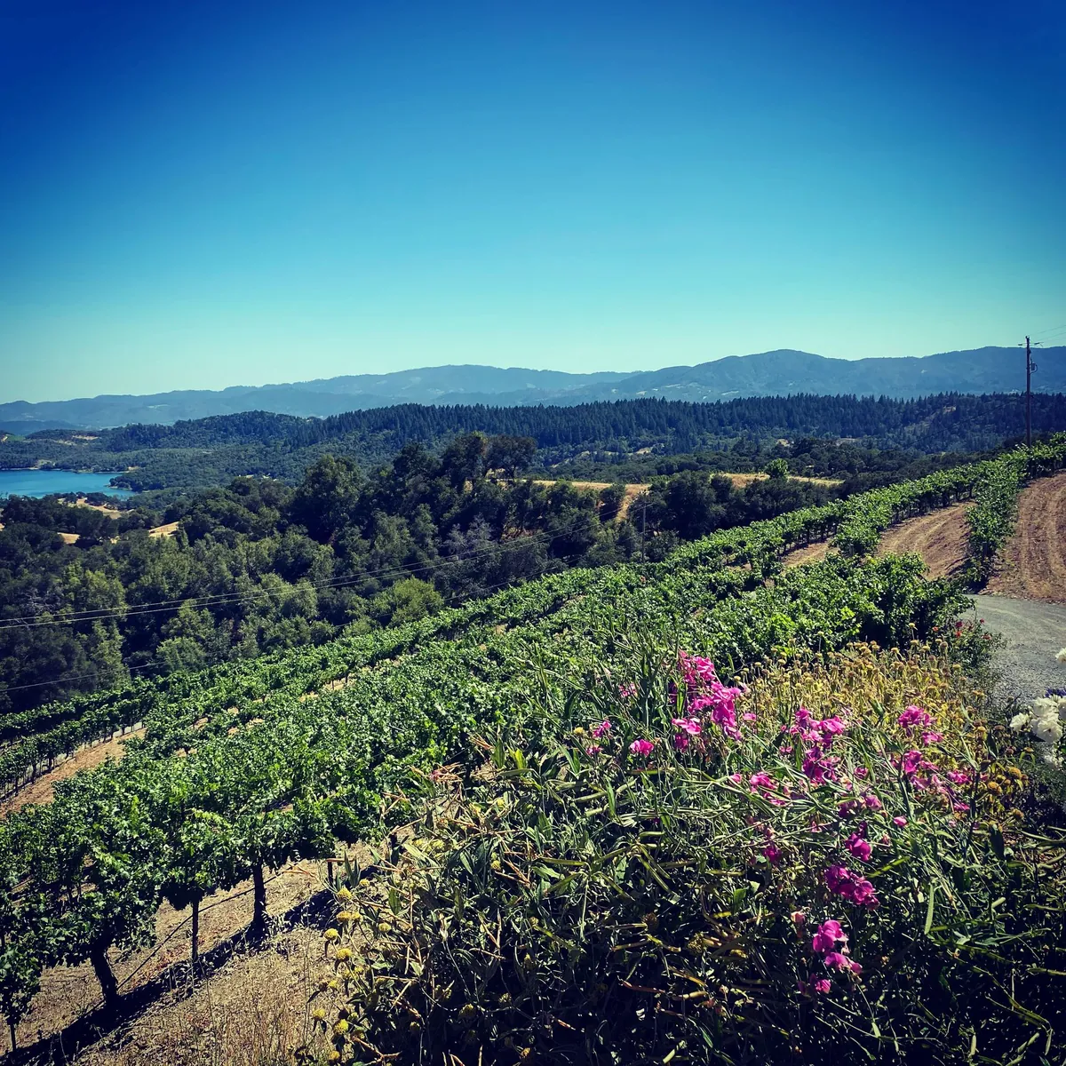 Napa