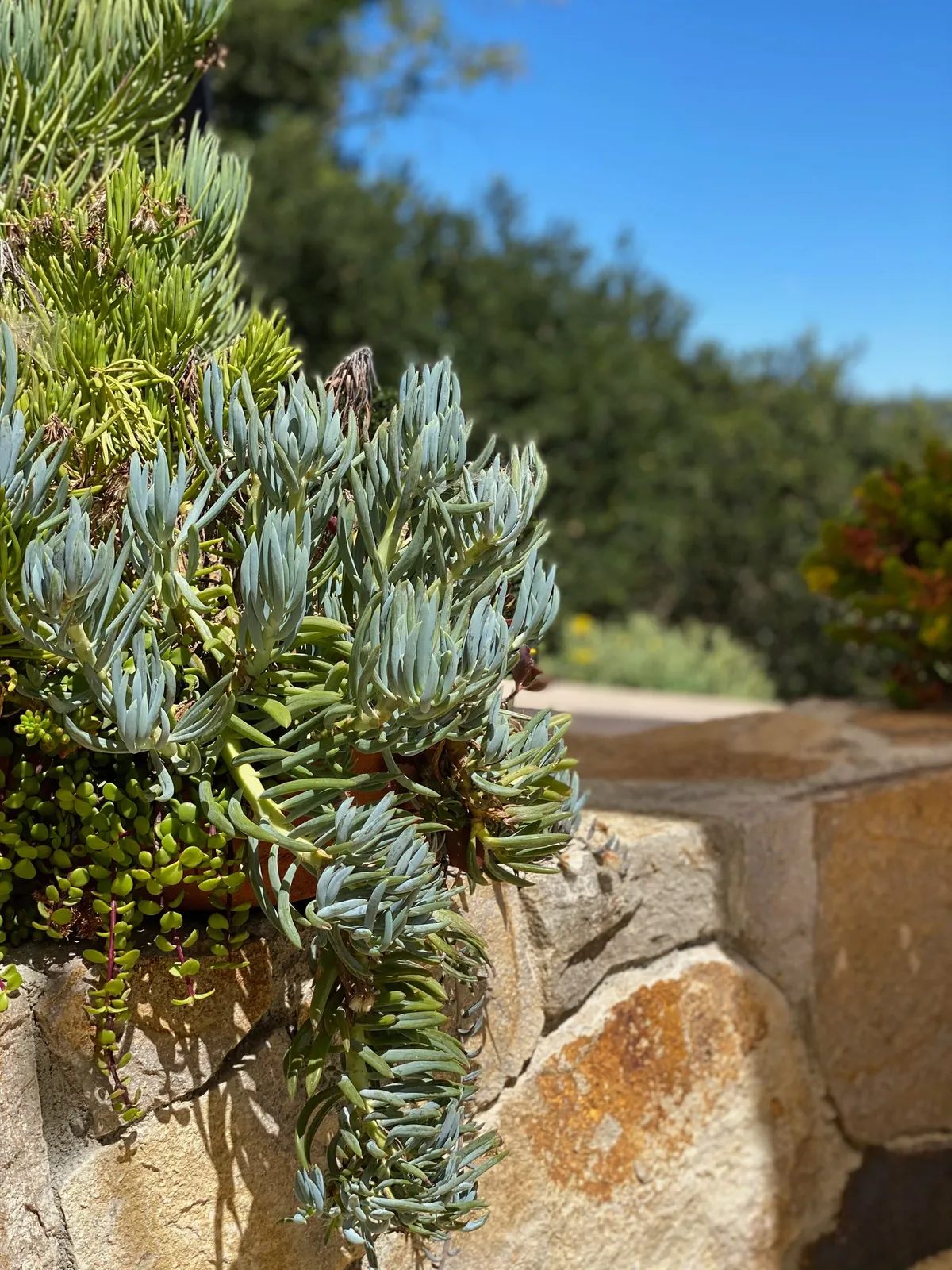 Succulents