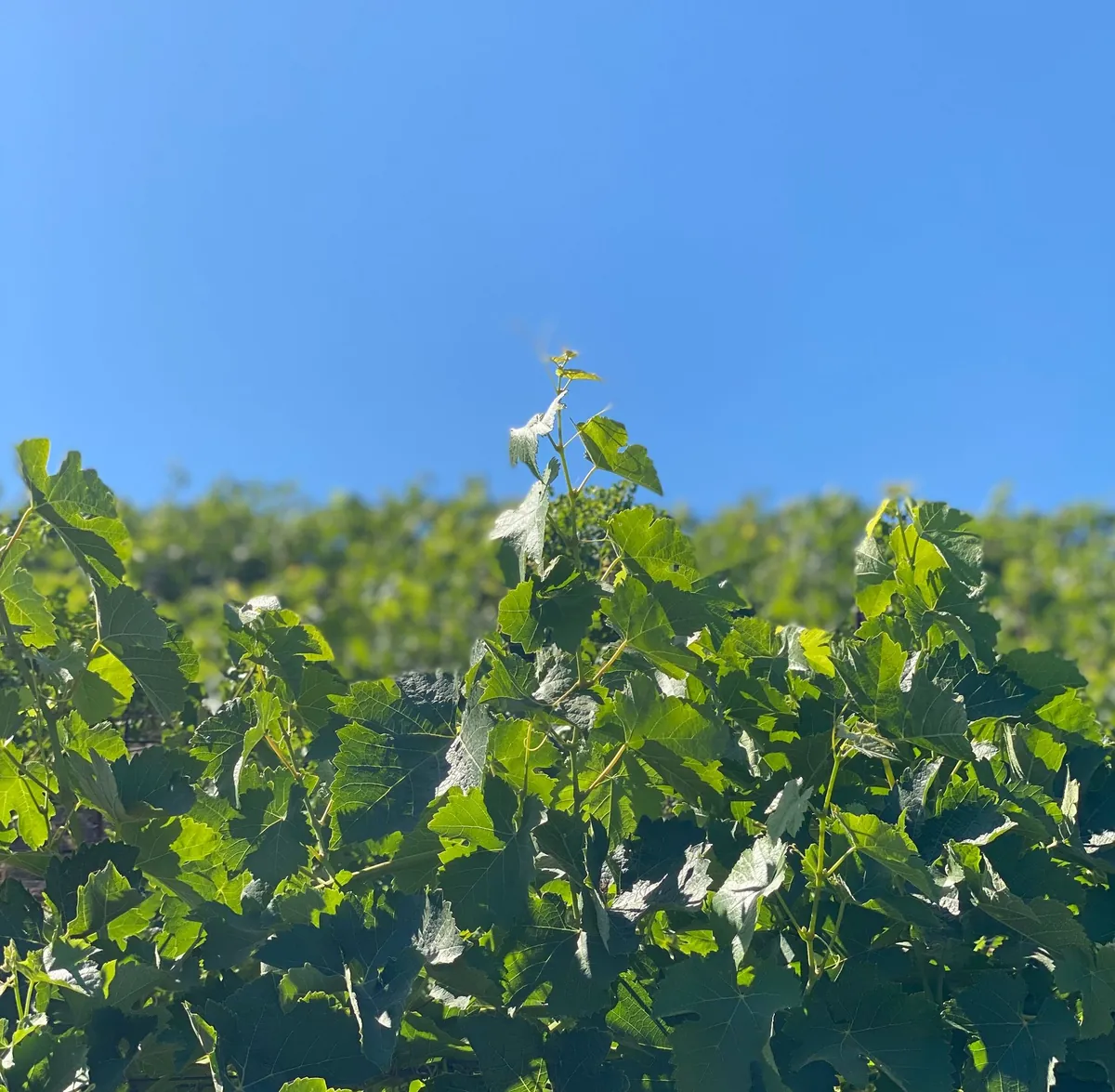 Vines