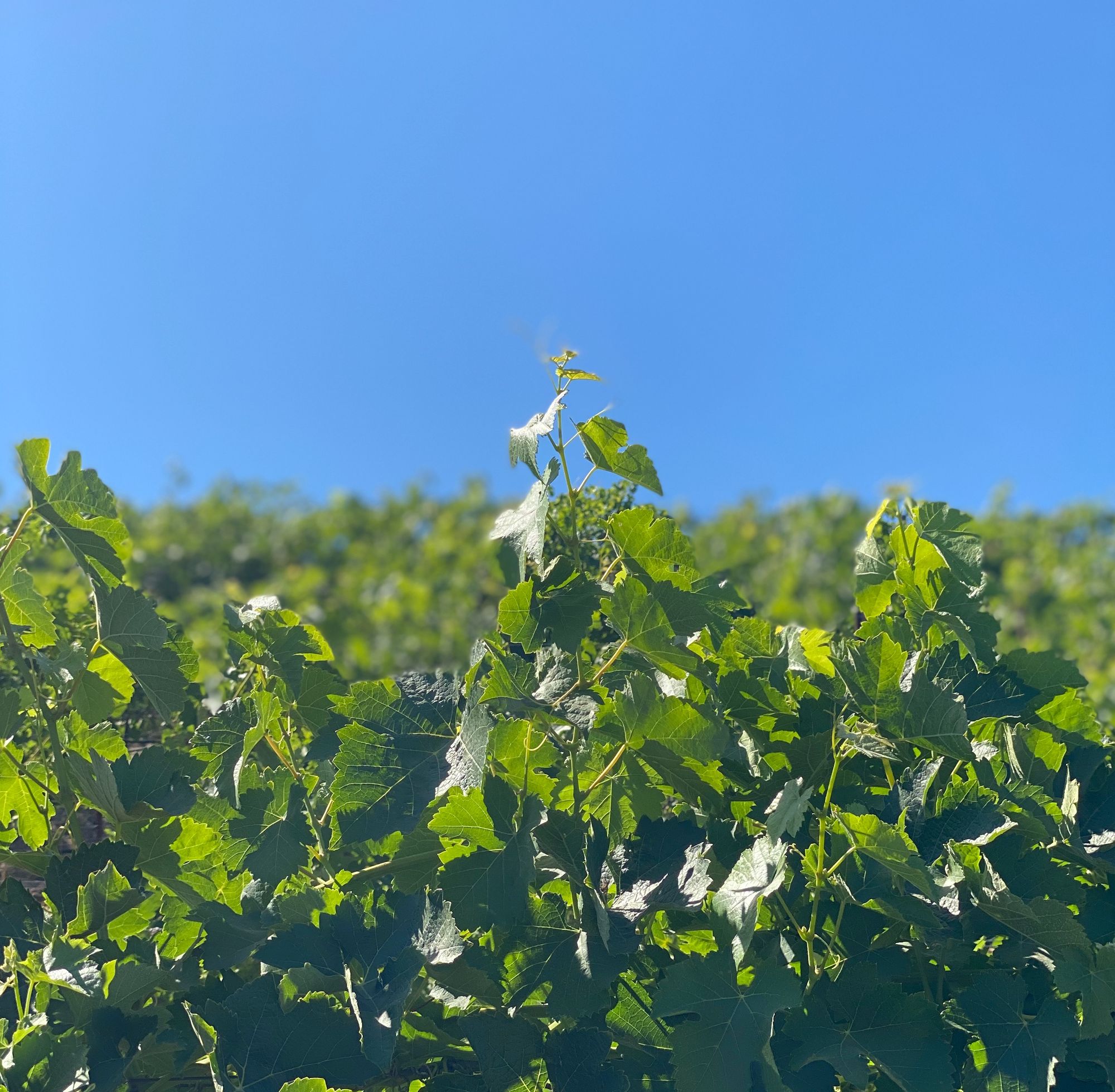 Vines