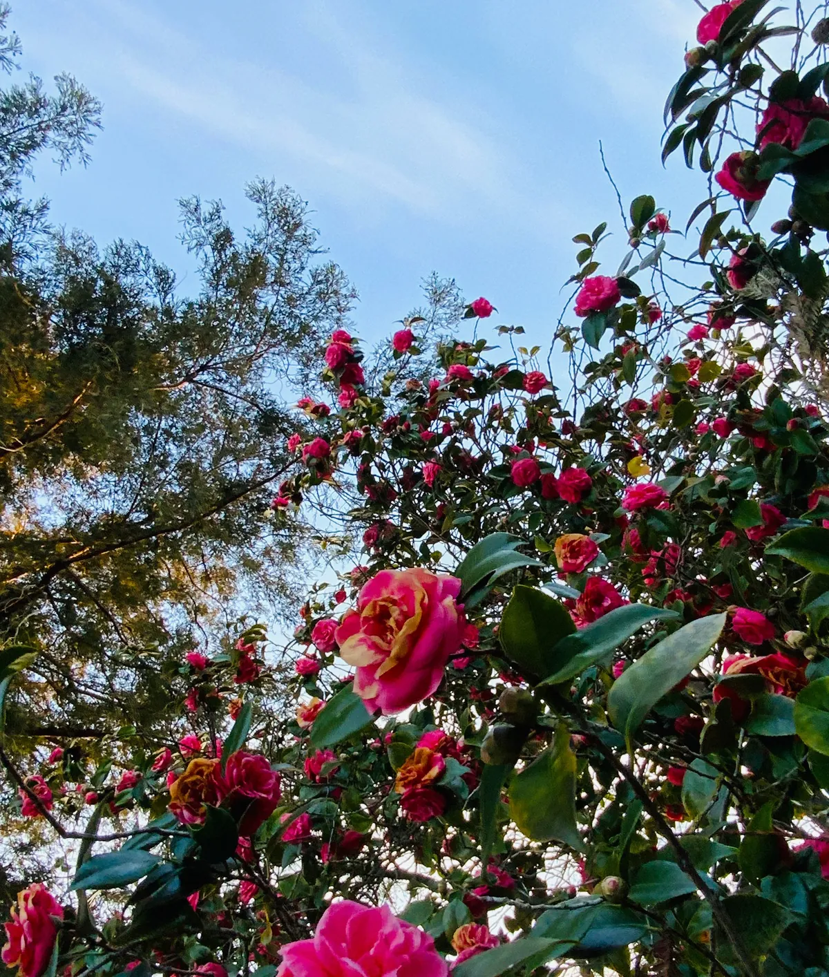 Roses